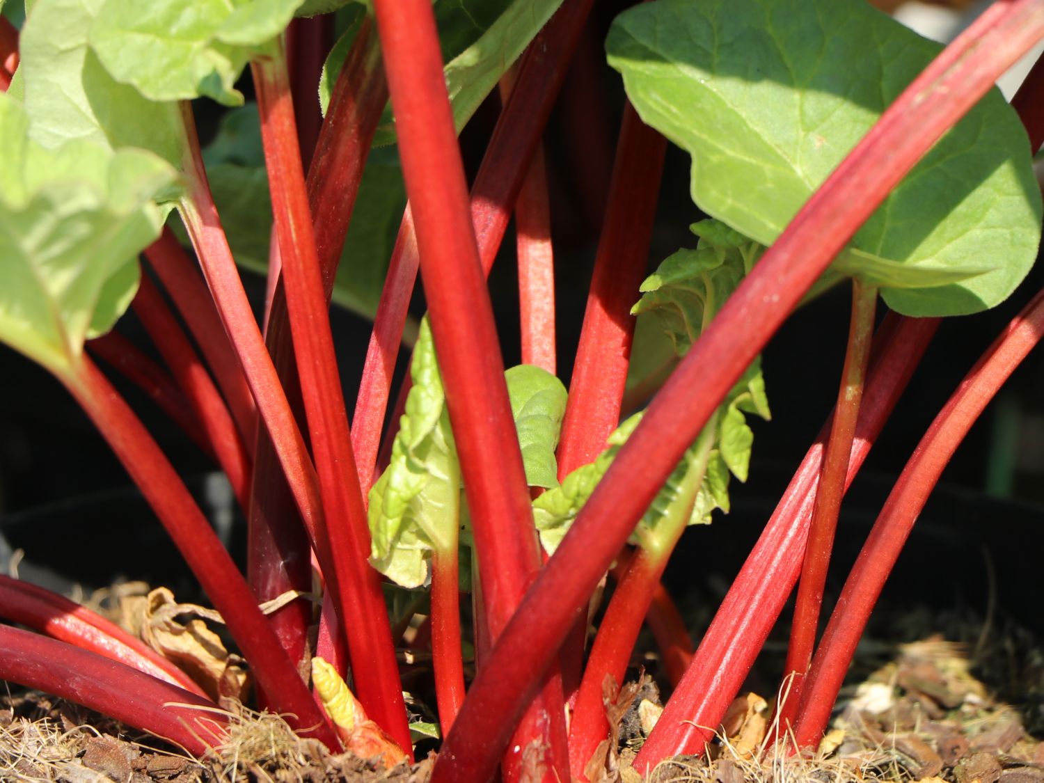 Rhabarber 'Elmsblitz' Rheum rhabarbarum 'Elmsblitz' Baumschule