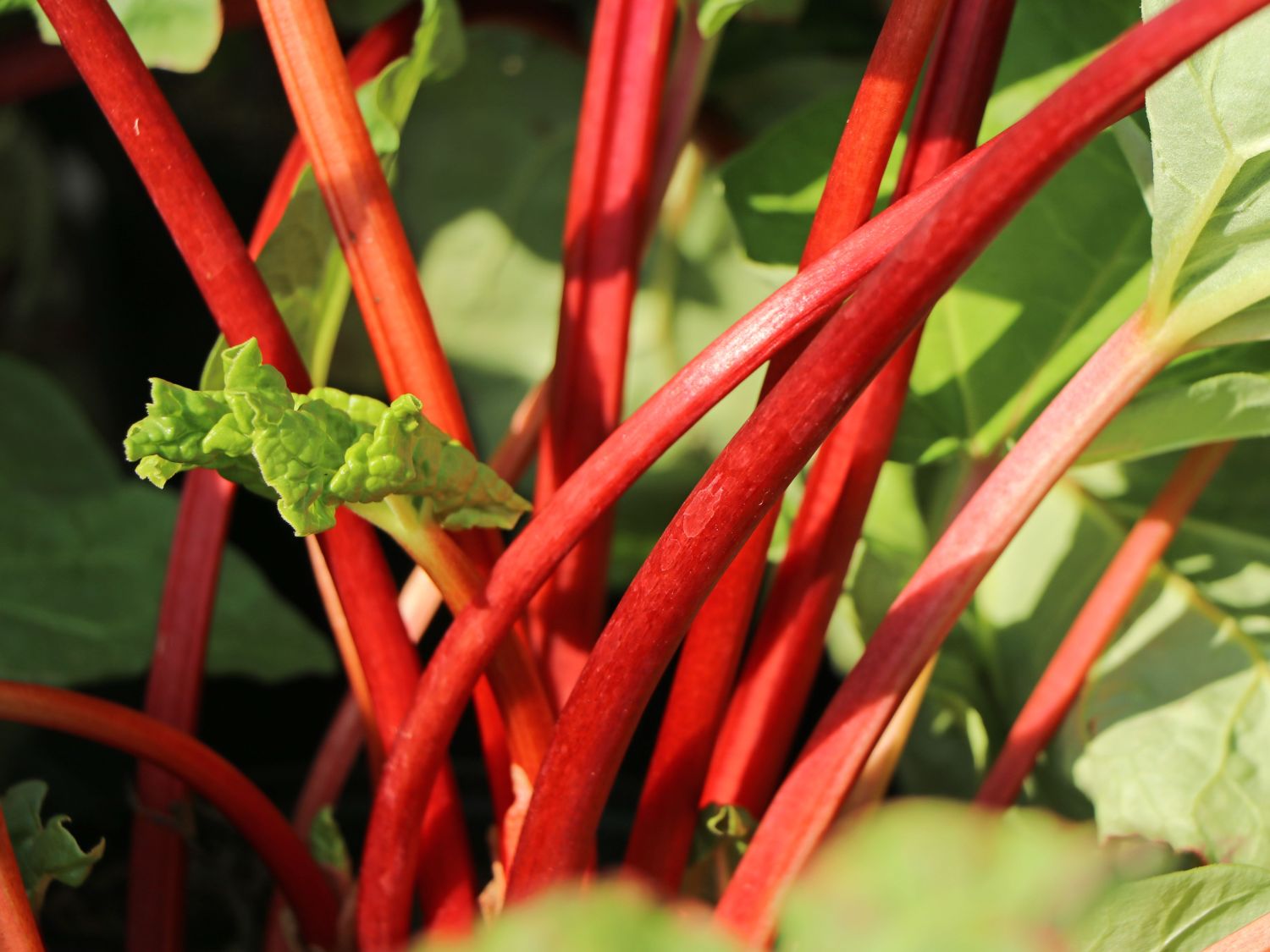 Rhabarber 'Elmsfeuer' - Rheum 'Elmsfeuer'