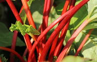 Rhabarber 'Elmsfeuer'