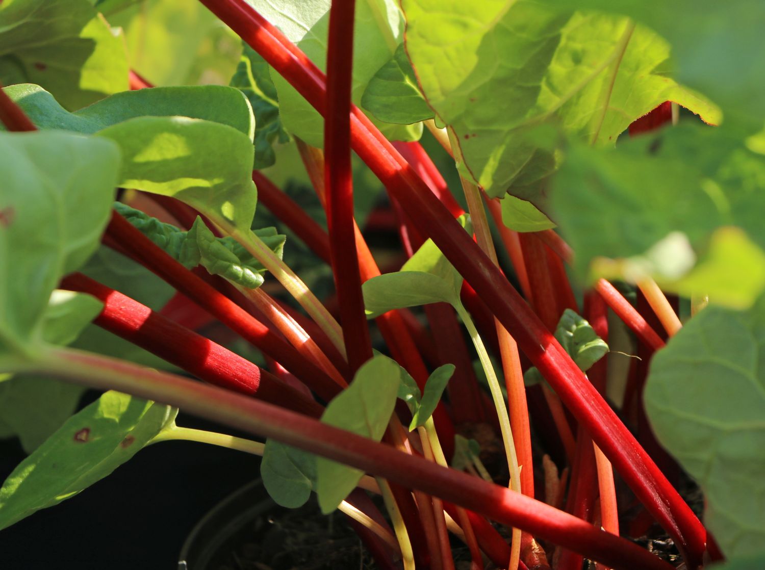 Rhabarber 'Elmsfeuer' - Rheum 'Elmsfeuer'