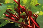 Rhabarber 'Elmsfeuer' - Rheum 'Elmsfeuer'