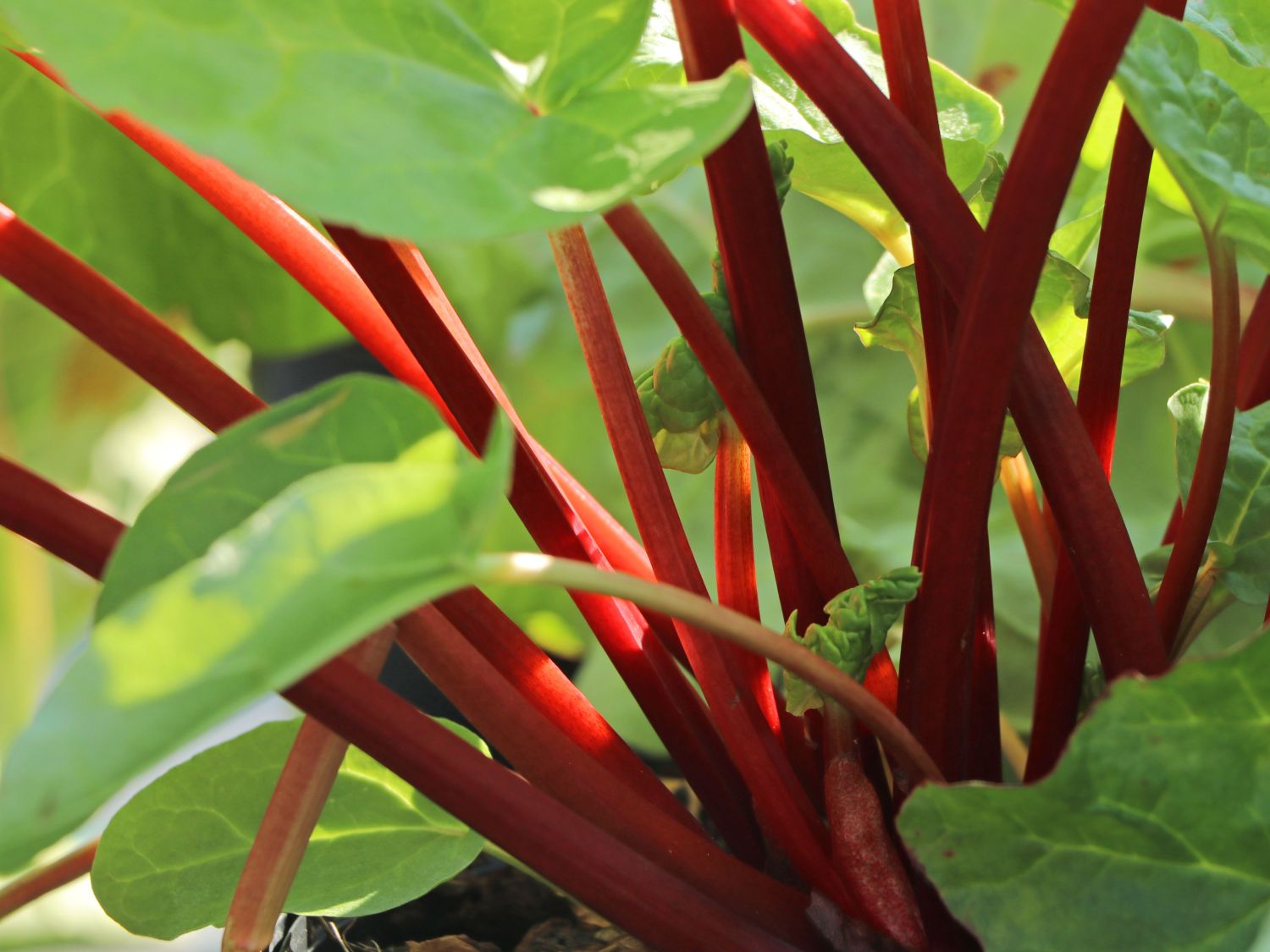 Rhabarber 'Elmsfeuer' - Rheum 'Elmsfeuer'