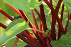 Rhabarber 'Elmsfeuer' - Rheum 'Elmsfeuer'