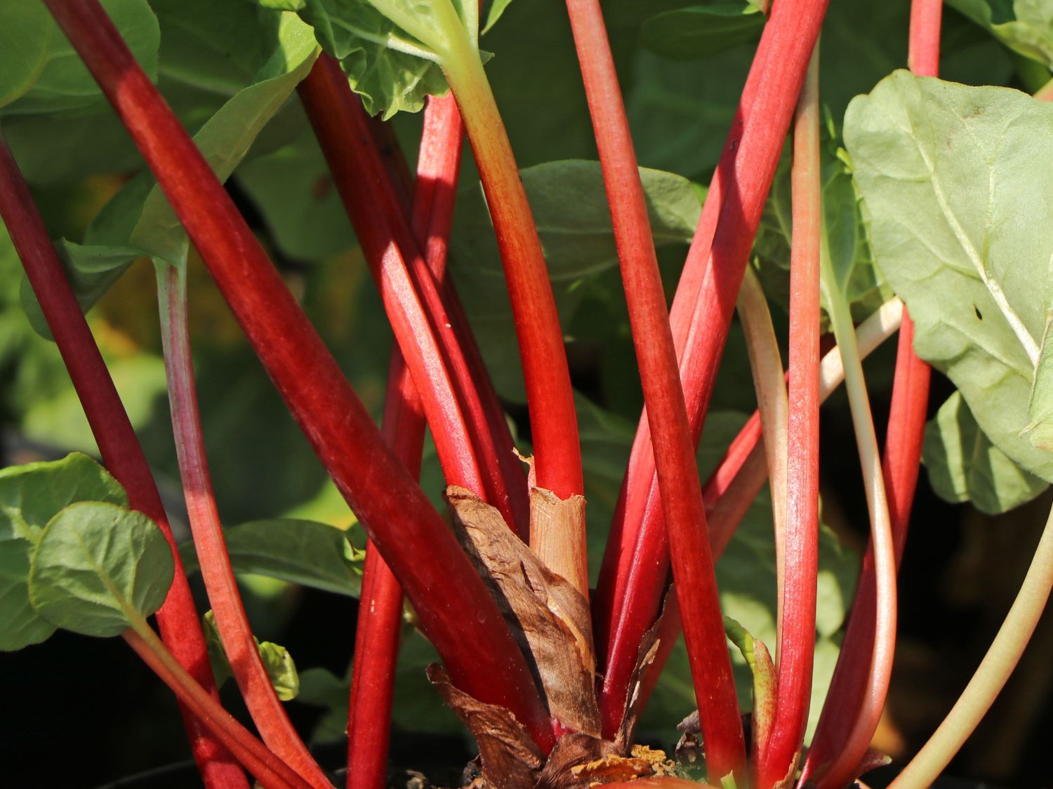 Rhabarber 'Elmsfeuer' - Rheum 'Elmsfeuer'