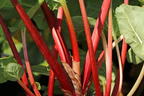 Rhabarber 'Elmsfeuer' - Rheum 'Elmsfeuer'