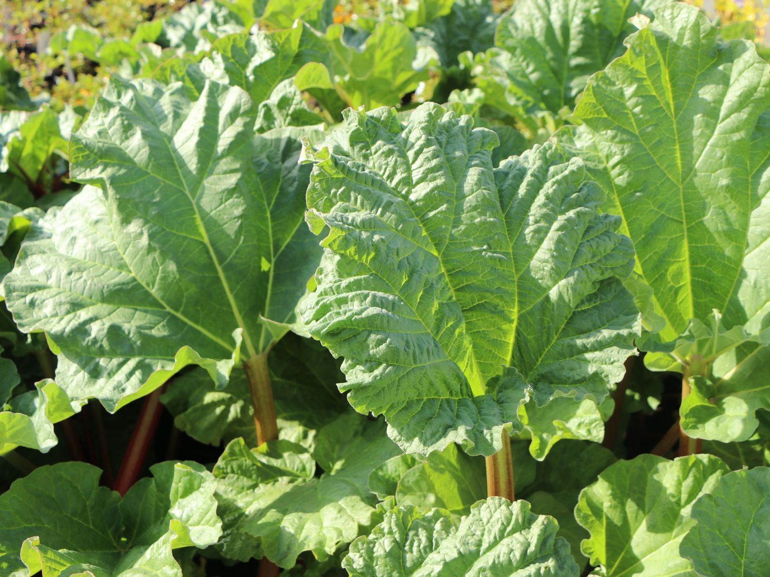 Rhabarber 'Elmsfeuer' - Rheum 'Elmsfeuer'