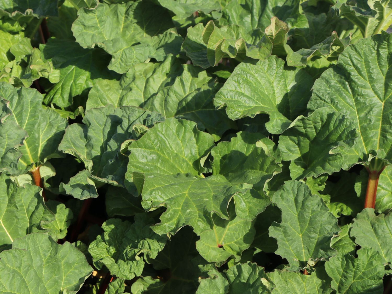 Rhabarber 'Elmsfeuer' - Rheum 'Elmsfeuer'