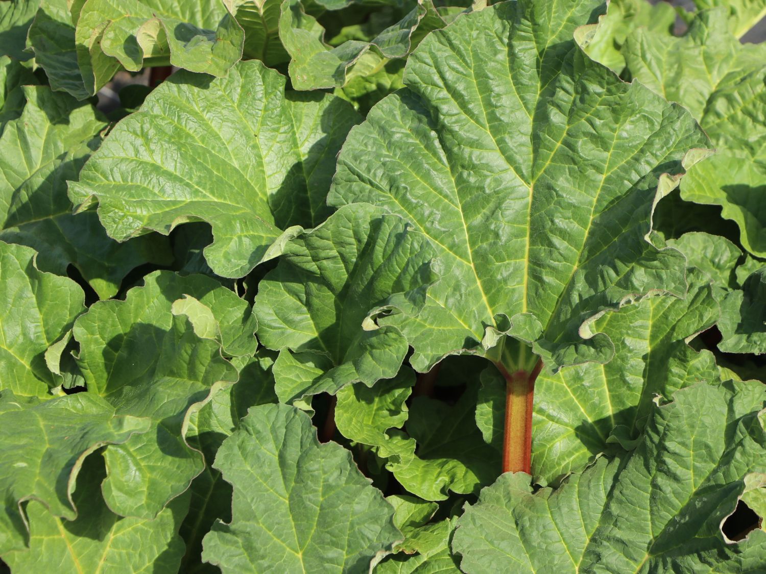 Rhabarber 'Elmsfeuer' - Rheum 'Elmsfeuer'