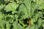 Rhabarber 'Elmsfeuer' - Rheum 'Elmsfeuer'