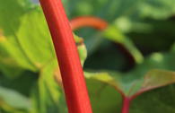 Rhabarber 'Fulton's Strawberry Surprise'