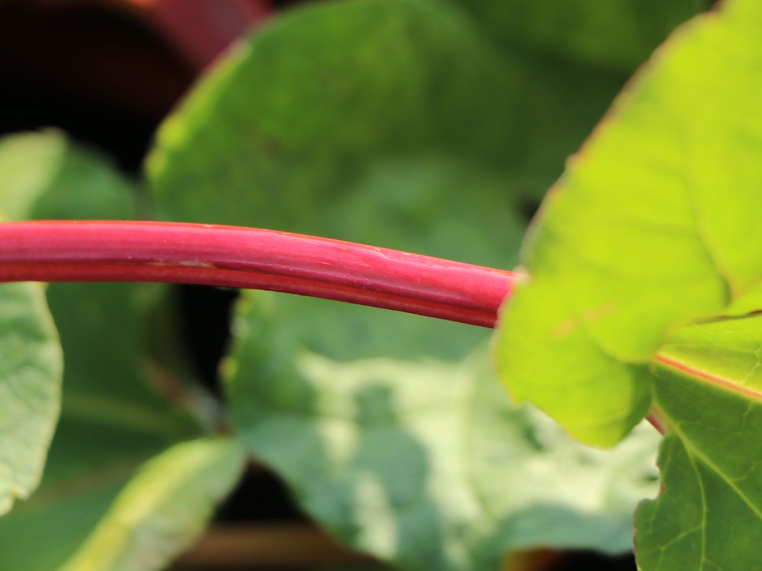 Rhabarber 'Fulton's Strawberry Surprise' - Rheum rhabarbarum 'Fulton's Strawberry Surprise'