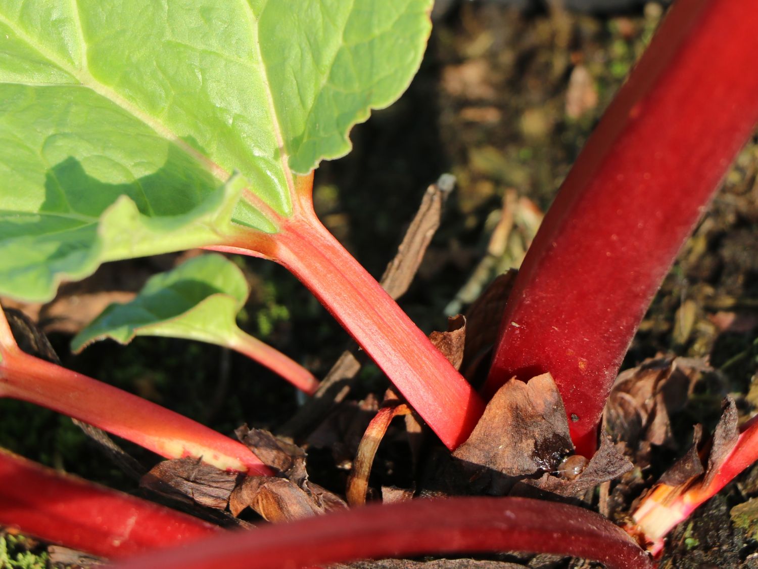 Rhabarber 'Fulton's Strawberry Surprise' - Rheum rhabarbarum 'Fulton's Strawberry Surprise'