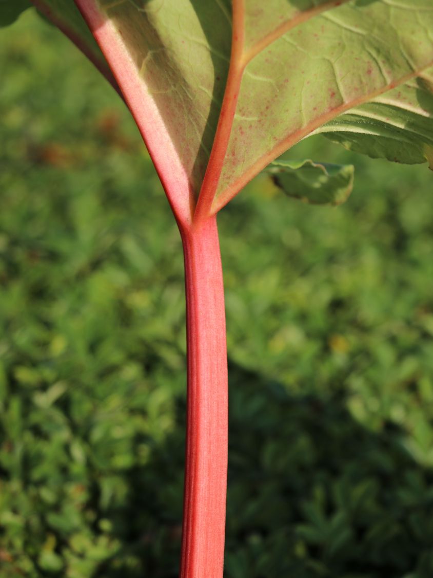 Rhabarber 'Fulton's Strawberry Surprise' - Rheum rhabarbarum 'Fulton's Strawberry Surprise'
