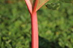 Rhabarber 'Fulton's Strawberry Surprise' - Rheum rhabarbarum 'Fulton's Strawberry Surprise'