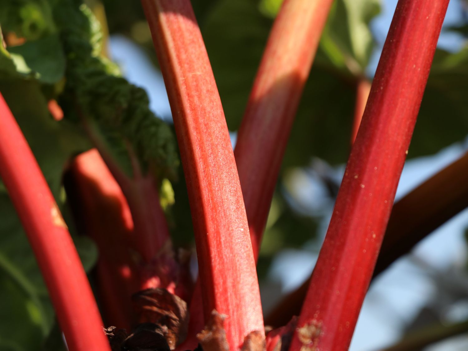 Rhabarber 'Fulton's Strawberry Surprise' - Rheum rhabarbarum 'Fulton's Strawberry Surprise'