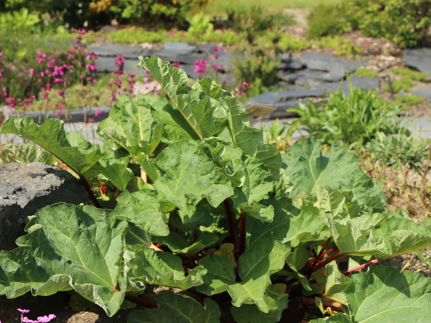 Rhabarber 'Fulton's Strawberry Surprise' - Rheum rhabarbarum 'Fulton's Strawberry Surprise'