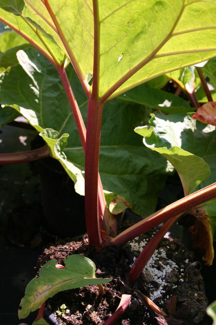 Rhabarber 'Holsteiner Blut' - Rheum rhabarbarum 'Holsteiner Blut'