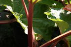 Rhabarber 'Holsteiner Blut' - Rheum rhabarbarum 'Holsteiner Blut'