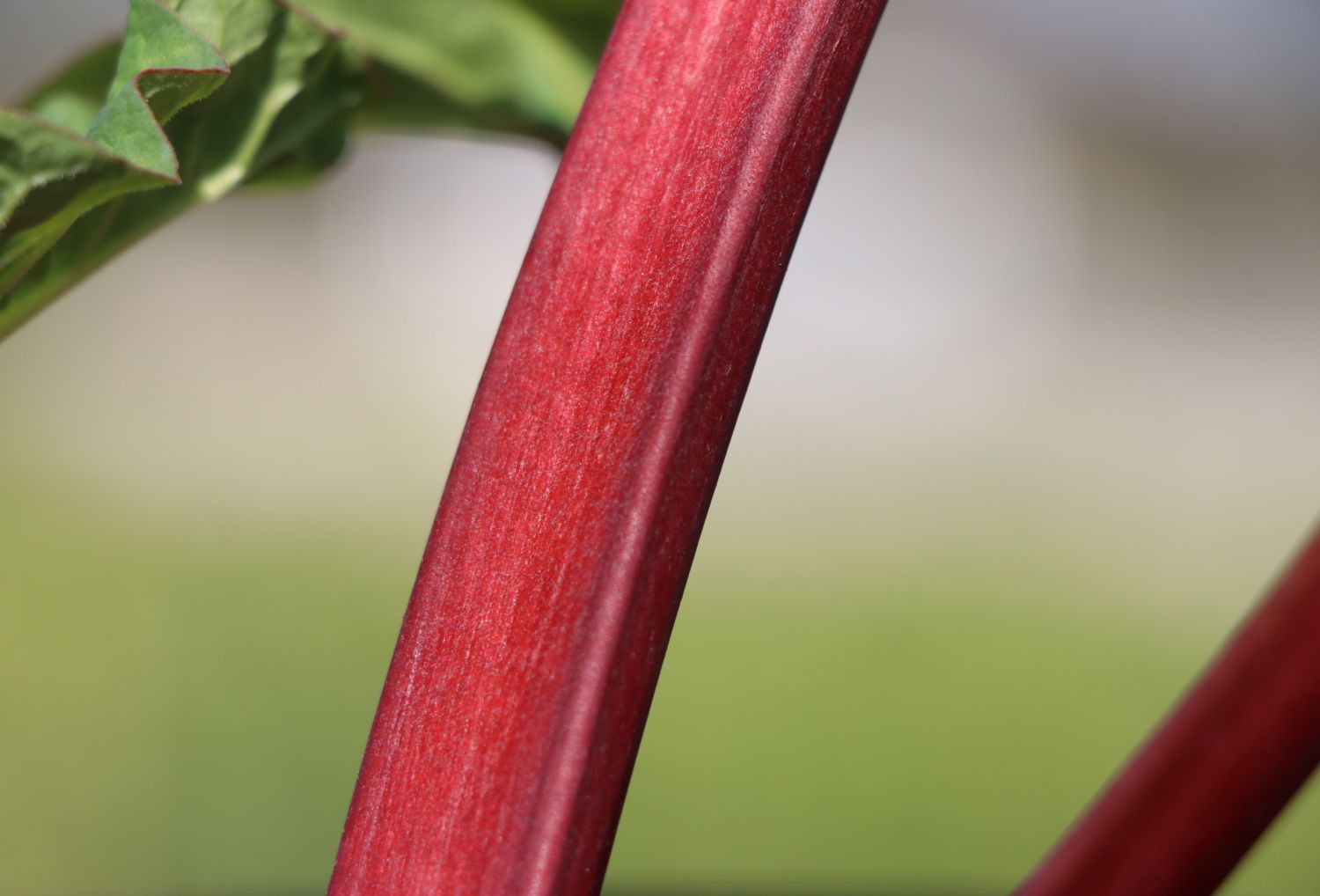 Rhabarber 'Holsteiner Blut' - Rheum rhabarbarum 'Holsteiner Blut'