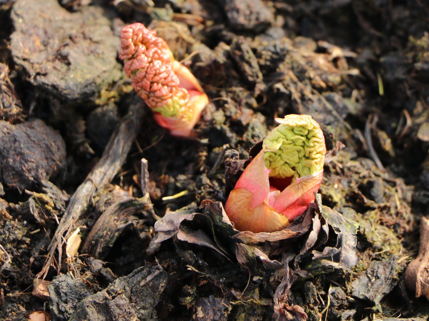 Rhabarber 'Holsteiner Blut' - Rheum rhabarbarum 'Holsteiner Blut'