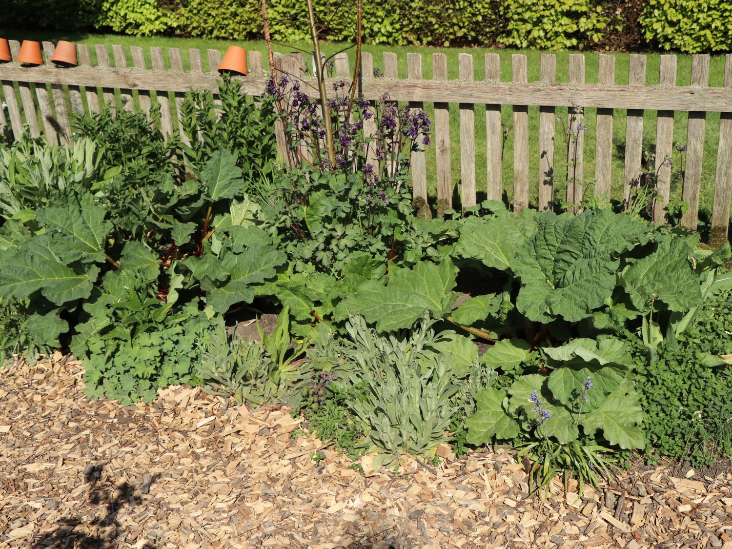 Rhabarber 'Holsteiner Blut' - Rheum rhabarbarum 'Holsteiner Blut'