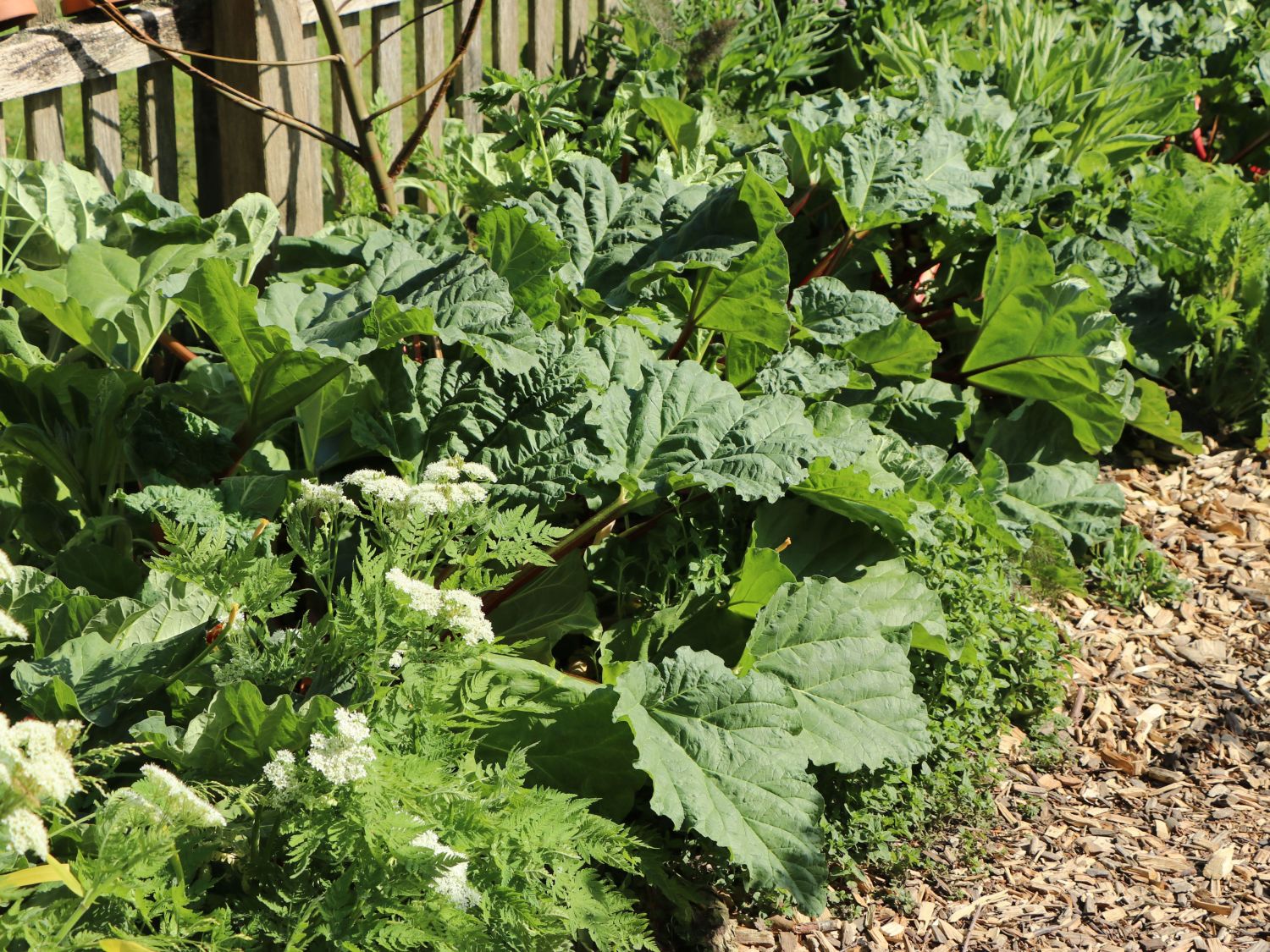 Rhabarber 'Holsteiner Blut' - Rheum rhabarbarum 'Holsteiner Blut'