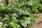 Rhabarber 'Holsteiner Blut' - Rheum rhabarbarum 'Holsteiner Blut'
