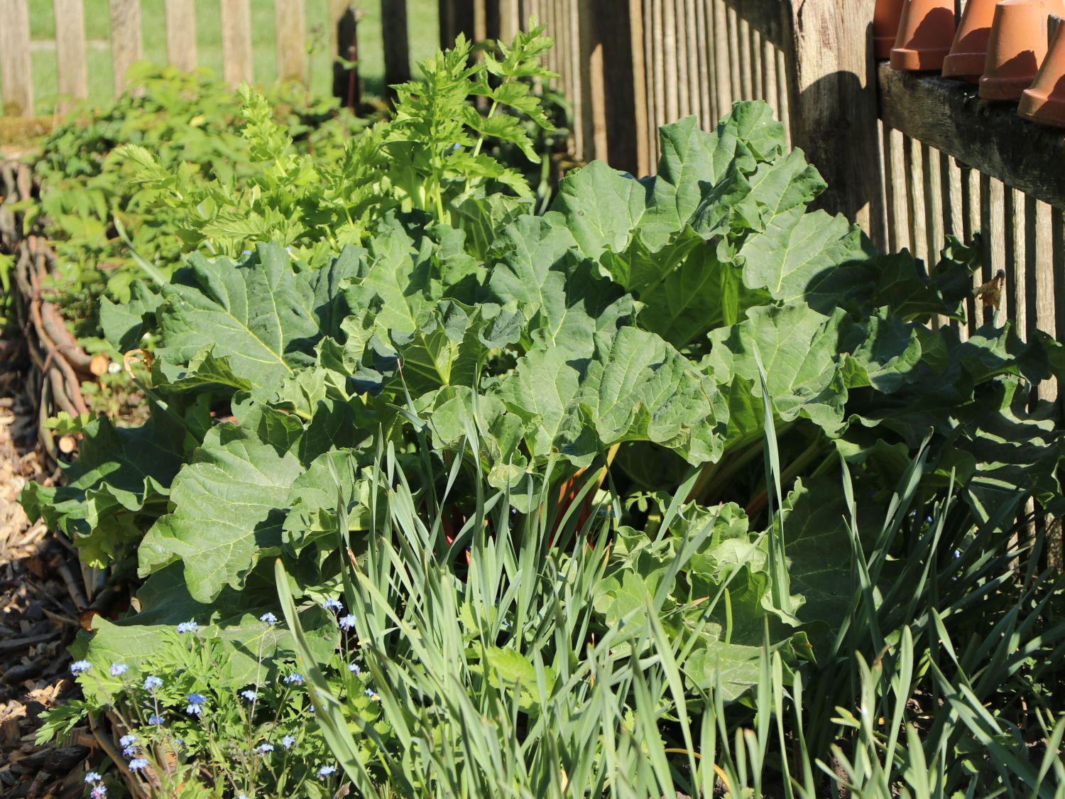 Rhabarber 'Holsteiner Blut' - Rheum rhabarbarum 'Holsteiner Blut'