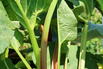 Rhabarber 'Livingstone' - Rheum rhabarbarum 'Livingstone'