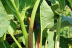 Rhabarber 'Livingstone' - Rheum rhabarbarum 'Livingstone'