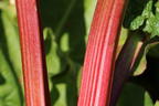 Rhabarber 'Mira' - Rheum rhabarbarum 'Mira'