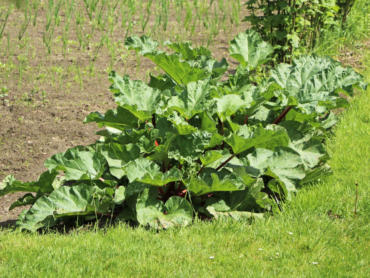 Rhabarber 'Red Champagne'