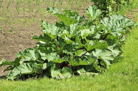 Rhabarber 'Red Champagne' - Rheum rhabarbarum 'Red Champagne'