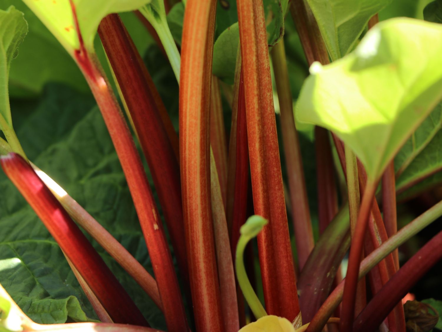 Rhabarber 'Red Champagne' - Rheum rhabarbarum 'Red Champagne'