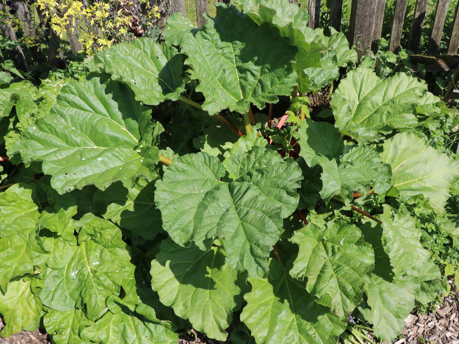 Rhabarber 'The Sutton' - Rheum rhabarbarum 'The Sutton'