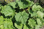 Rhabarber 'The Sutton' - Rheum rhabarbarum 'The Sutton'