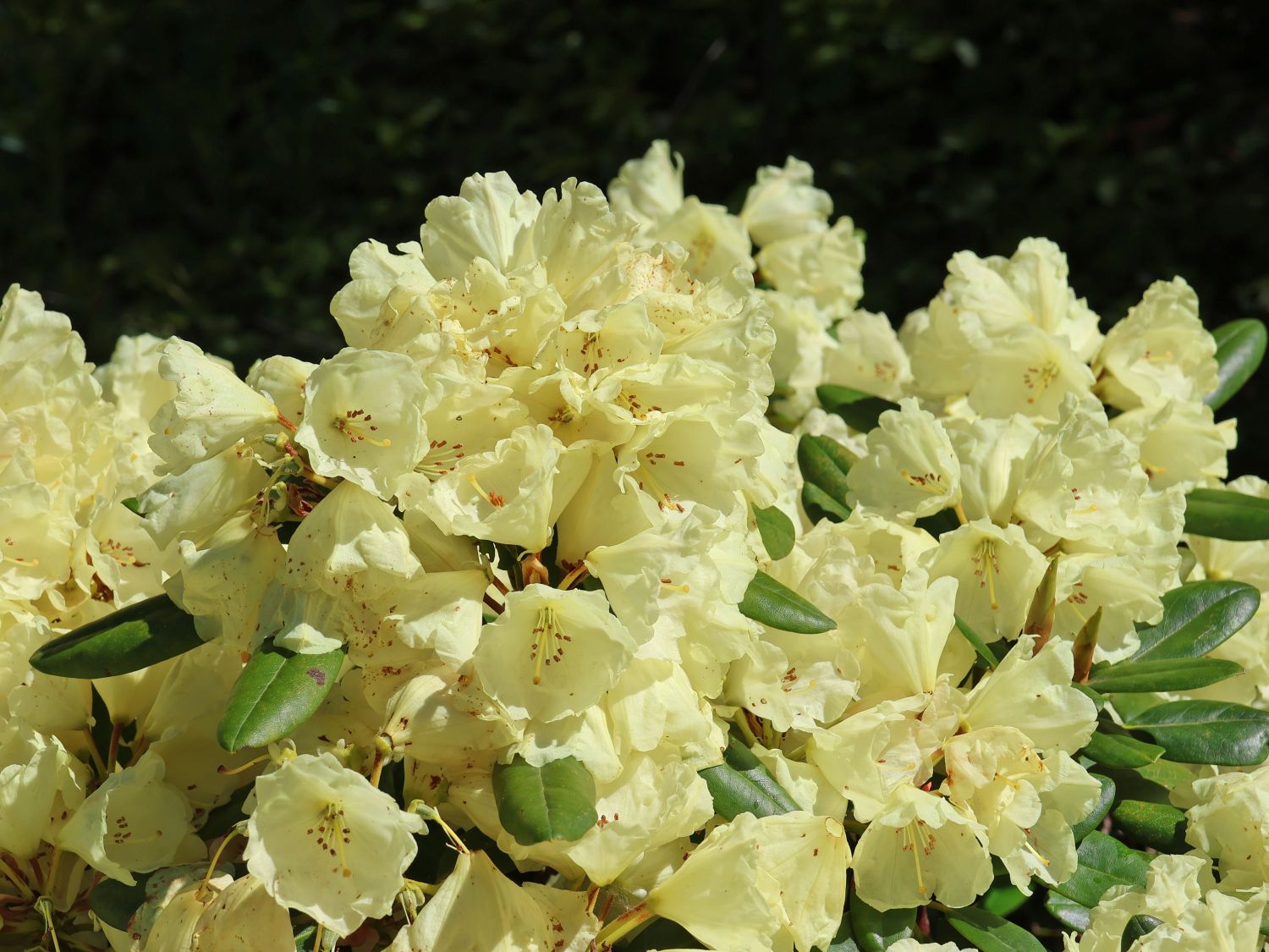 Rhododendron 'Agneta'