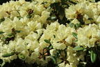 Rhododendron 'Agneta' - Rhododendron yakushimanum 'Agneta'