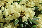 Rhododendron 'Agneta' - Rhododendron yakushimanum 'Agneta'