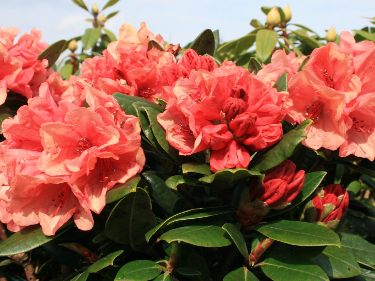 Rhododendron 'Amaretto'