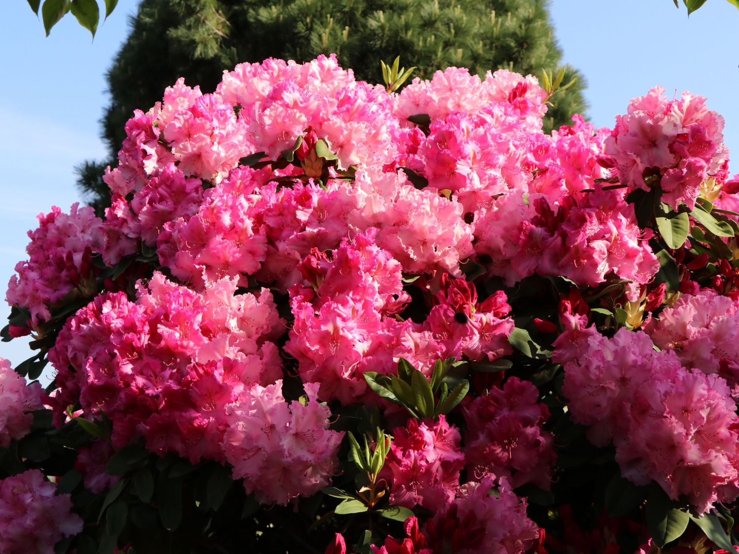 Rhododendron 'Anastasia' ®