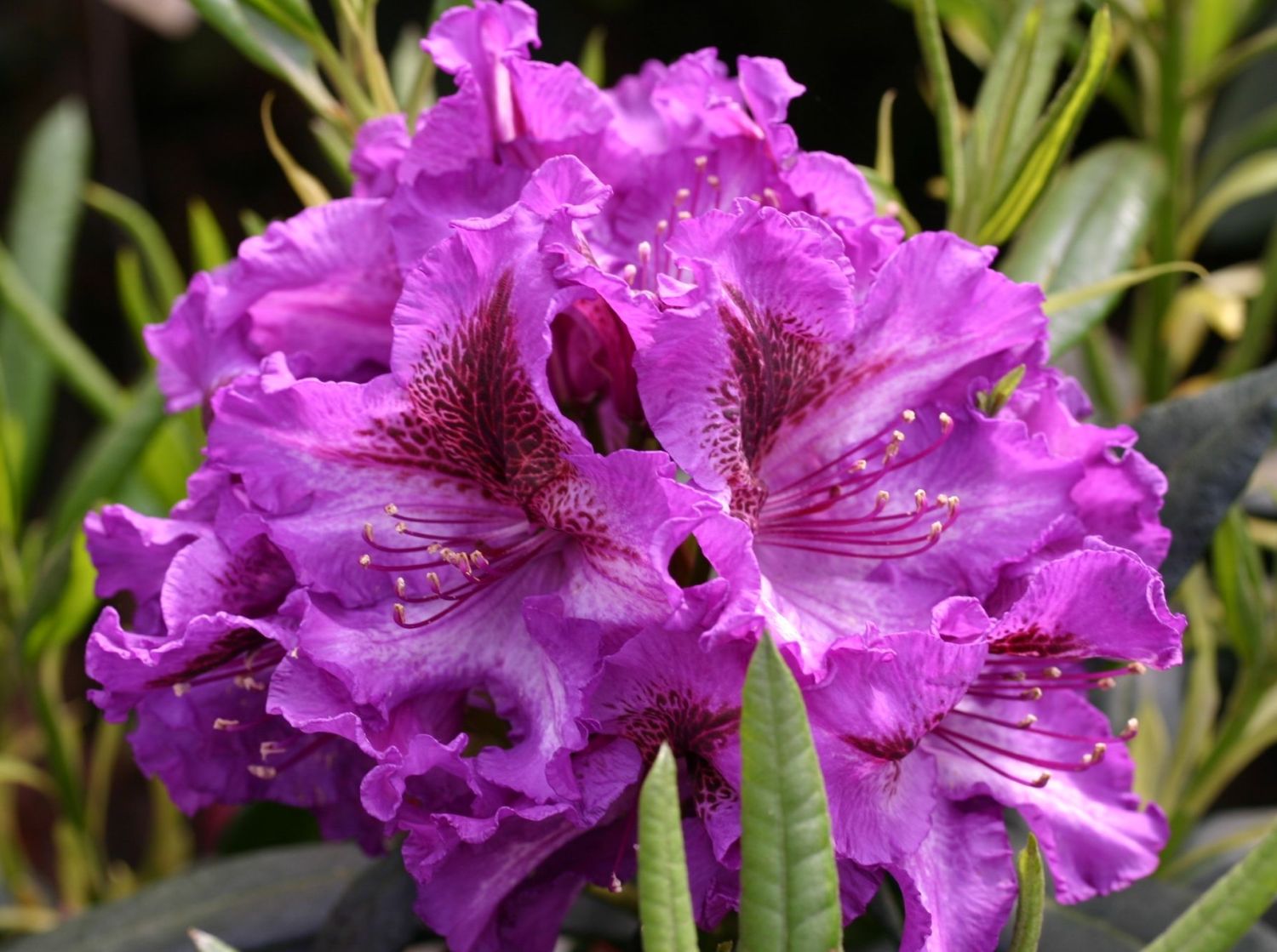 Rhododendron 'Anatevka' - Rhododendron Hybride 'Anatevka' - Baumschule  Horstmann