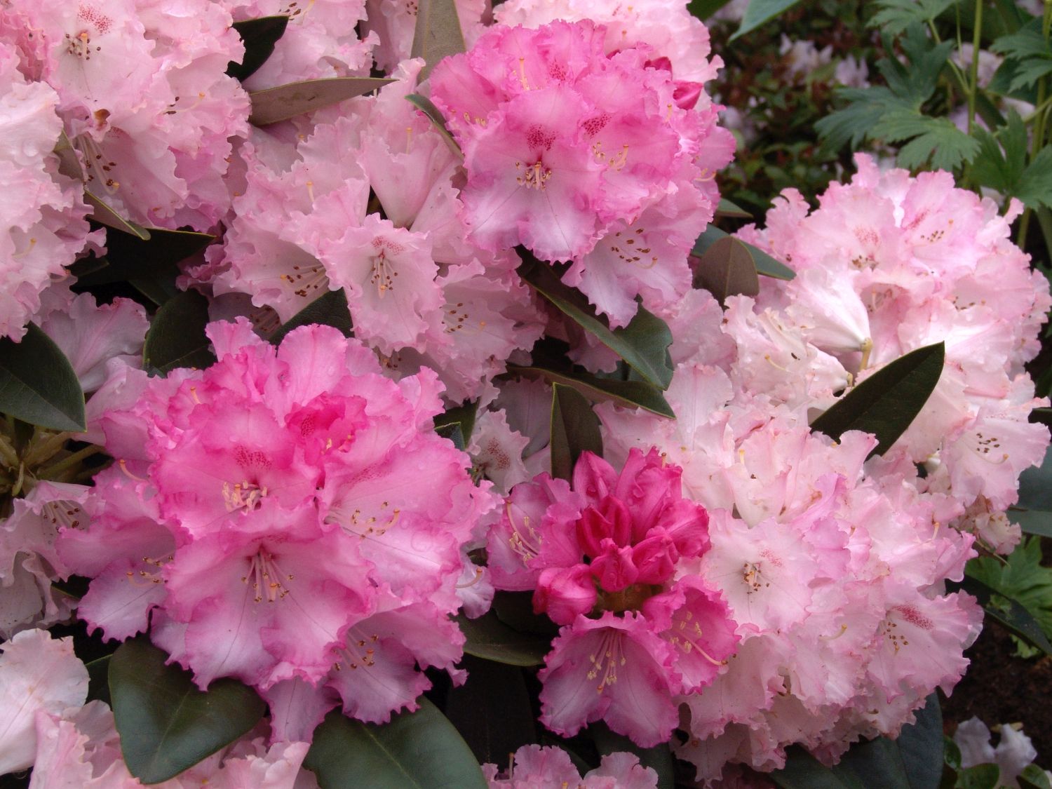 Rhododendron 'Arabella' - Rhododendron yakushimanum 'Arabella'