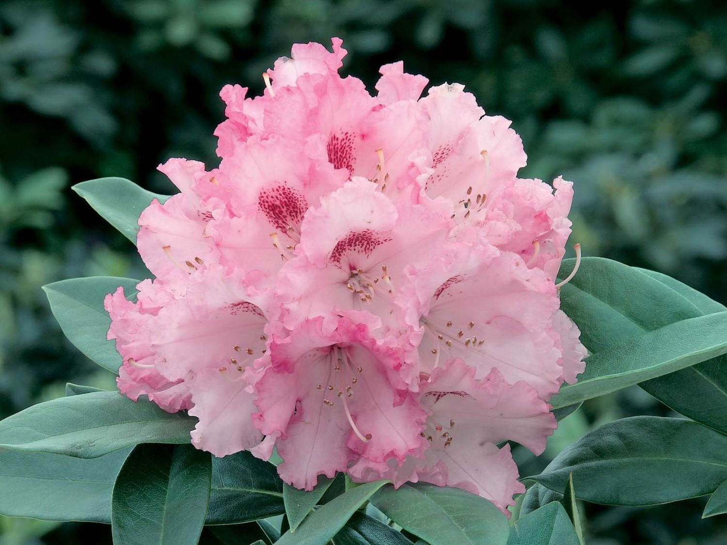 Rhododendron 'Arabella' - Rhododendron yakushimanum 'Arabella'