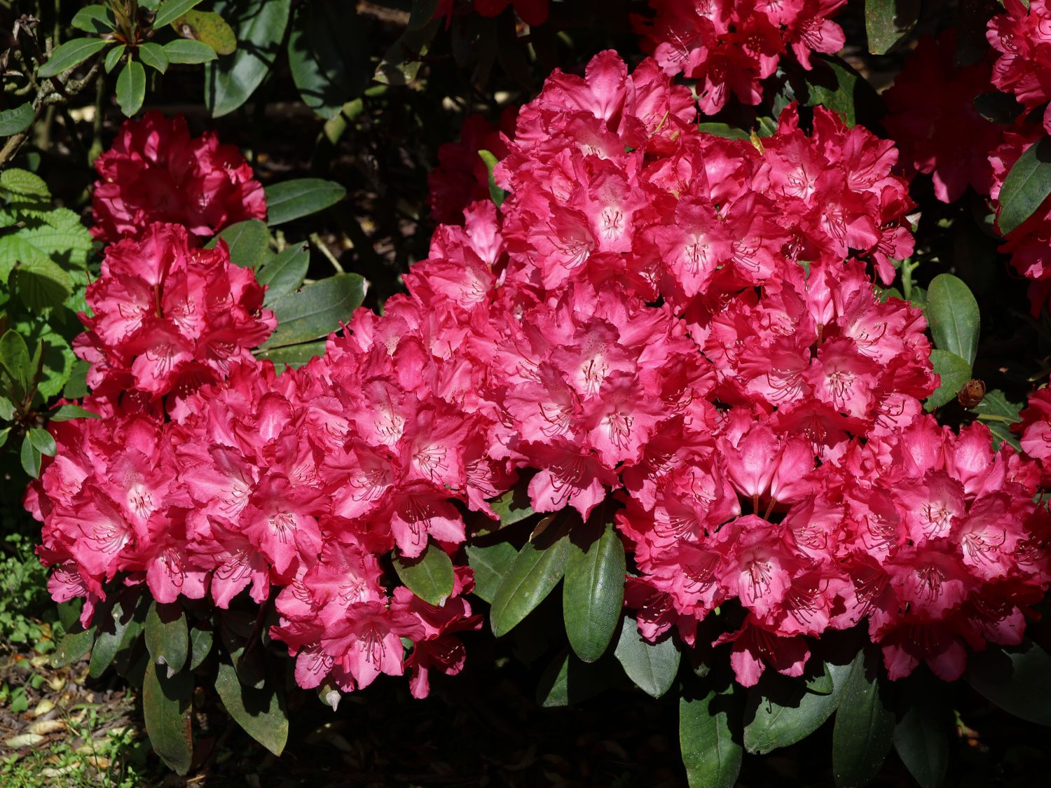 Rhododendron 'Astrid'