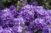 Rhododendron 'Azurika'