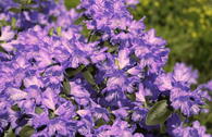Rhododendron 'Azurwolke'