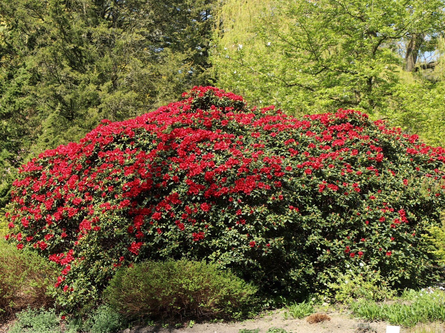 Rhododendron 'Bad Eilsen' - Rhododendron repens 'Bad Eilsen' - Baumschule  Horstmann