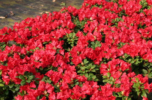 Rhododendron 'Baden-Baden' - Rhododendron repens 'Baden-Baden'