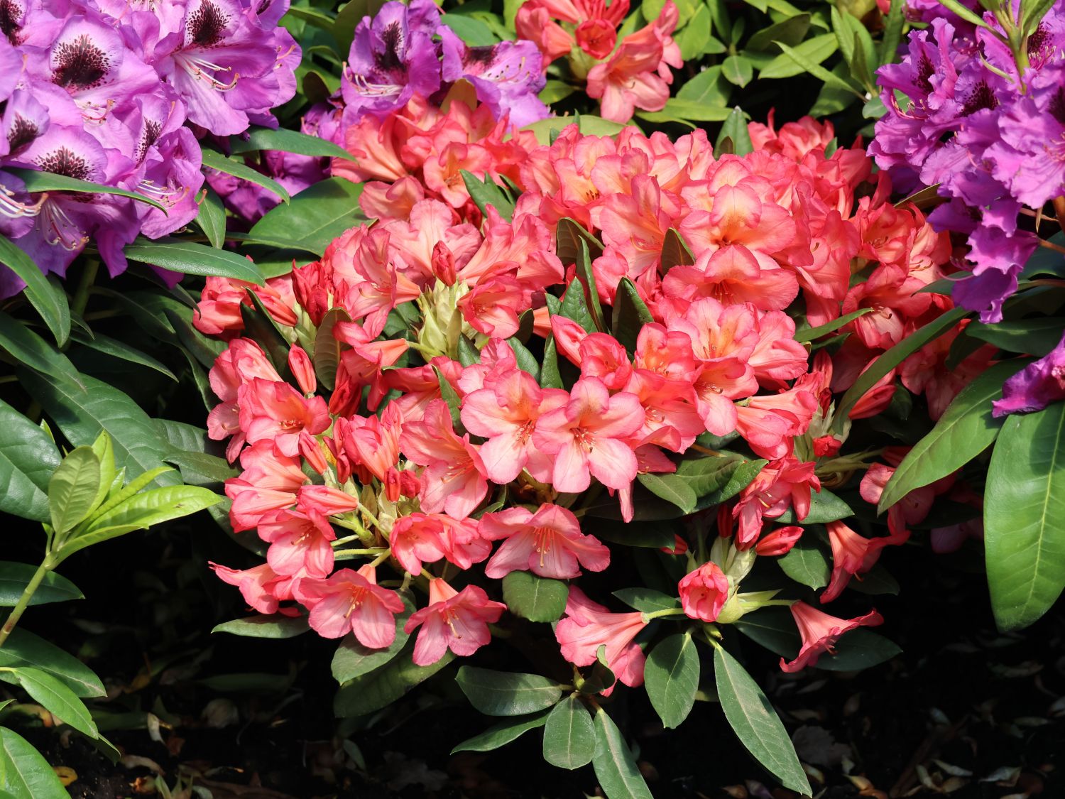 Rhododendron 'Balalaika'